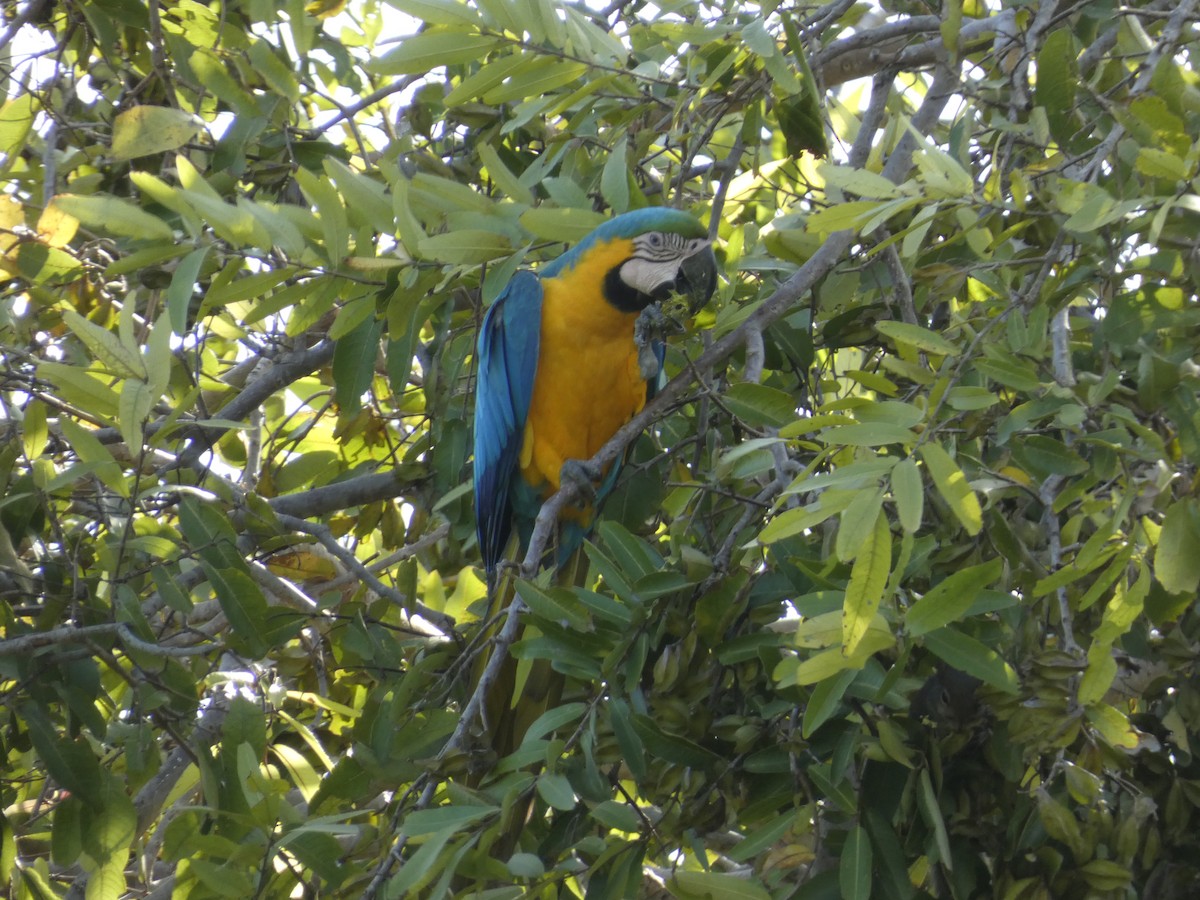 Blue-and-yellow Macaw - Christine Zamora