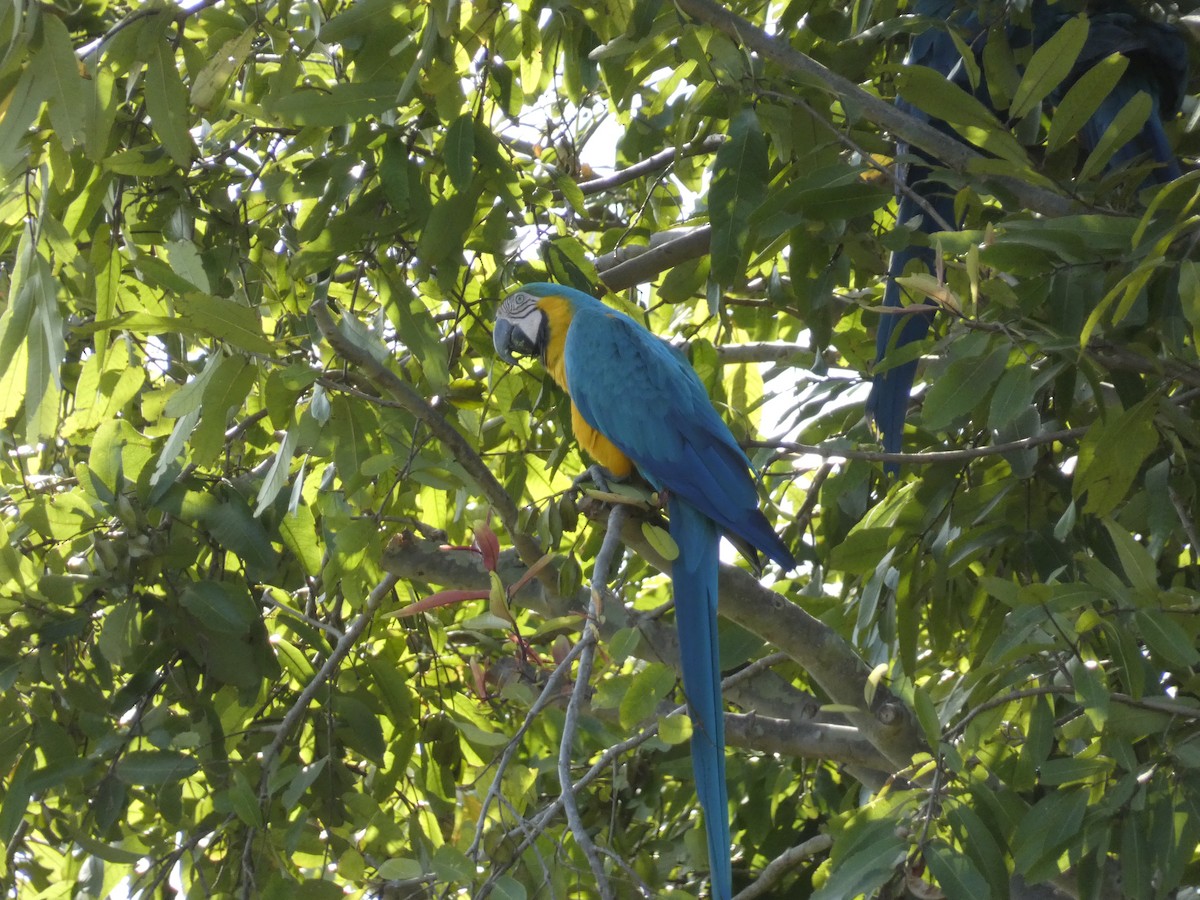 Blue-and-yellow Macaw - ML617849816