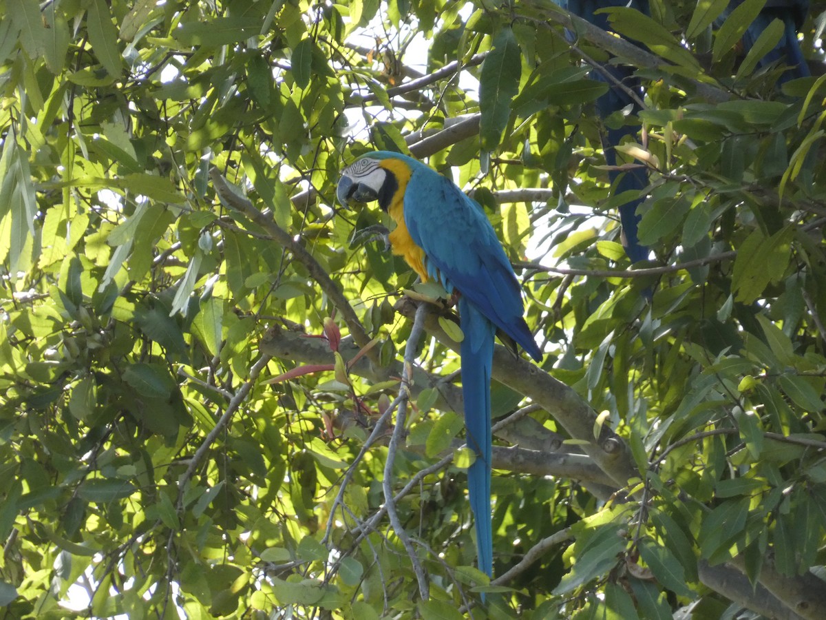 Blue-and-yellow Macaw - Christine Zamora