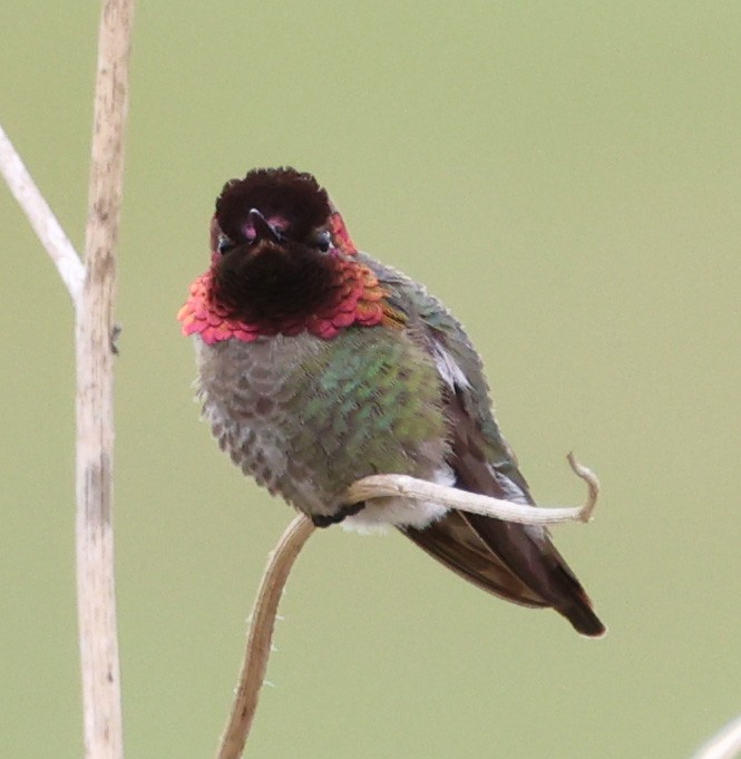 Anna's Hummingbird - Diane Etchison