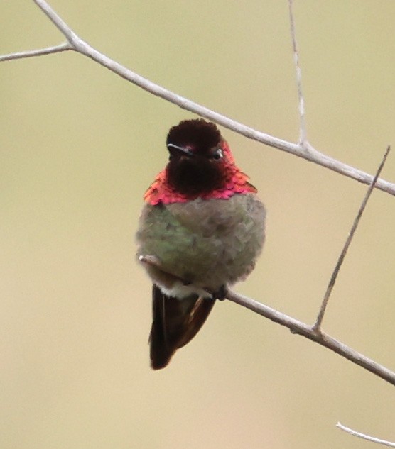 Anna's Hummingbird - ML617849819
