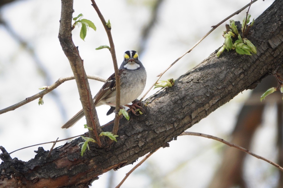 White-throated Sparrow - ML617849824