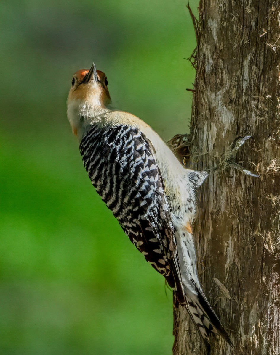 Red-bellied Woodpecker - ML617849836