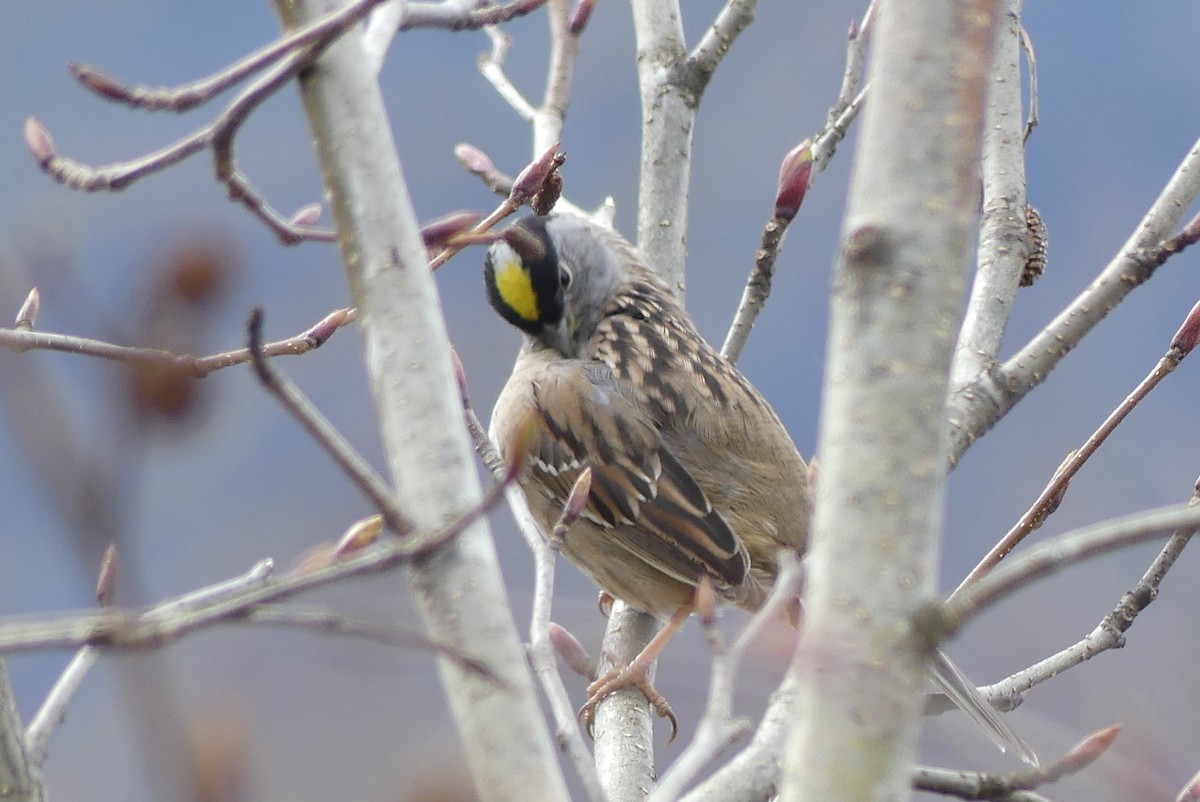 Golden-crowned Sparrow - ML617849882