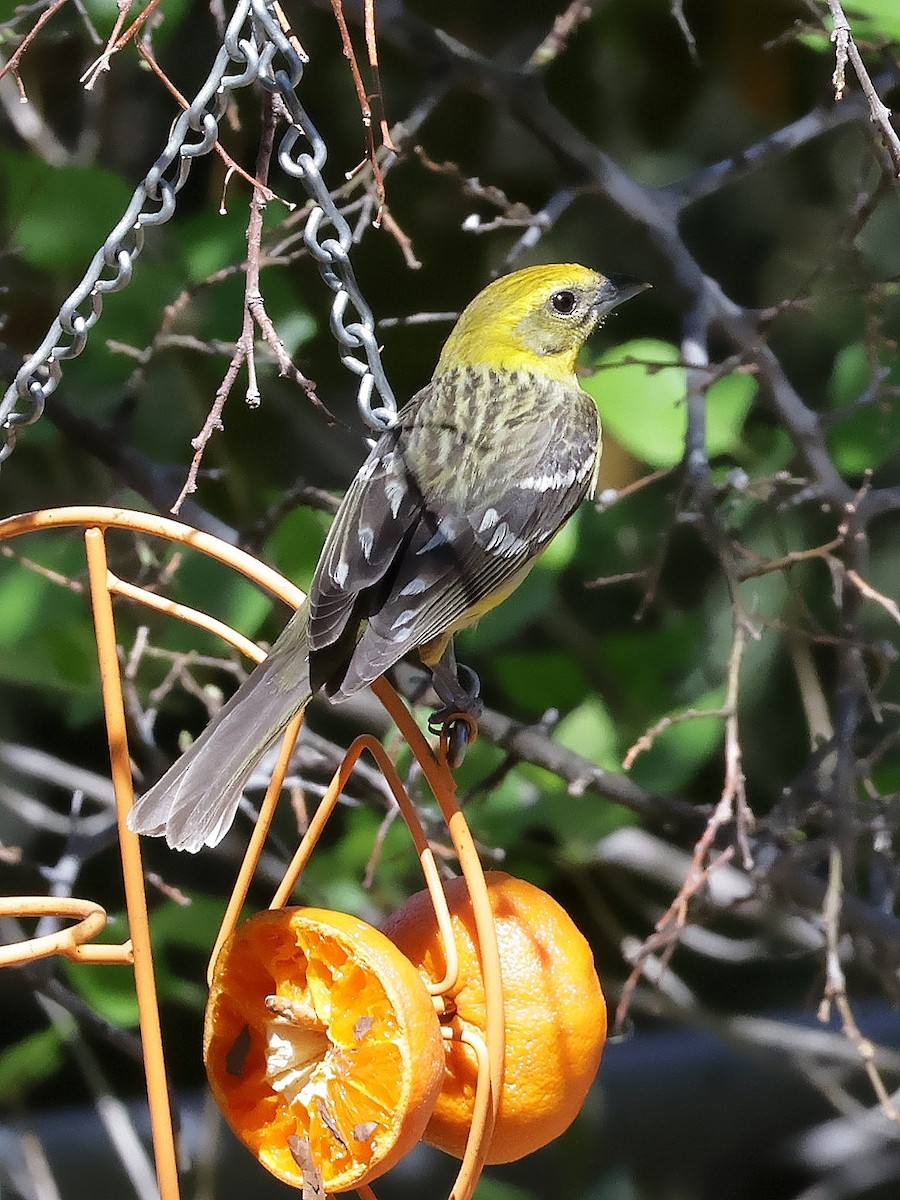 Flame-colored Tanager - ML617849894