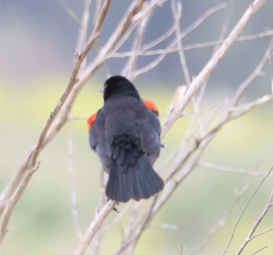 Red-winged Blackbird - Diane Etchison