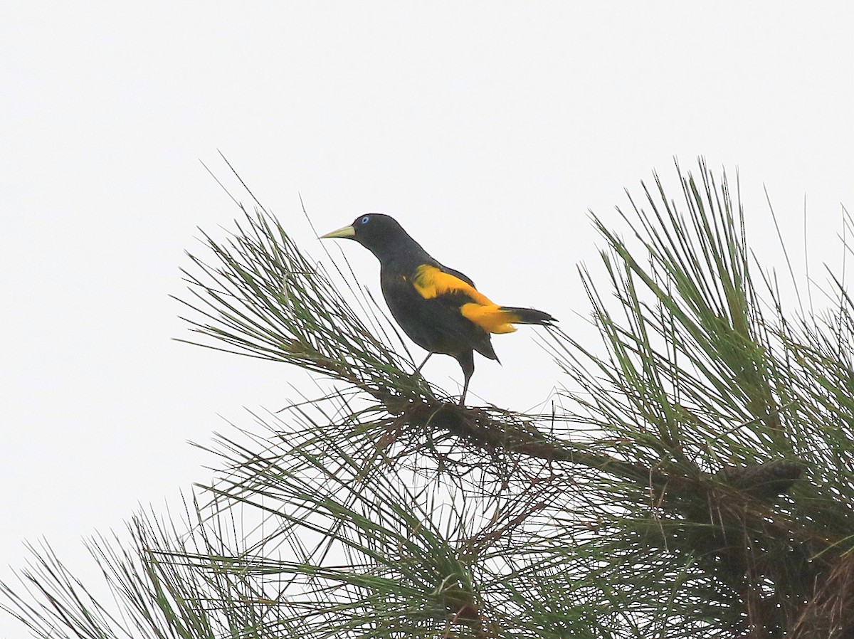 Yellow-rumped Cacique - ML617849915