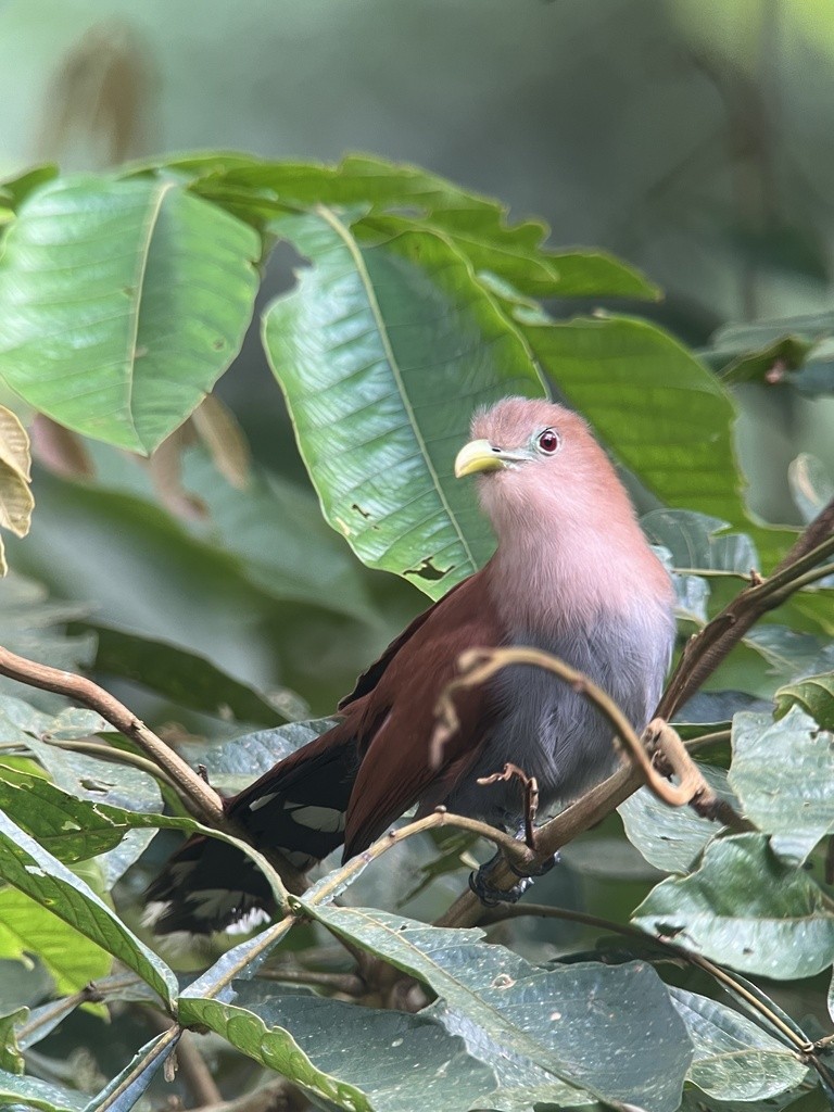Squirrel Cuckoo (Middle America) - Rogers "Caribbean Naturalist" Morales