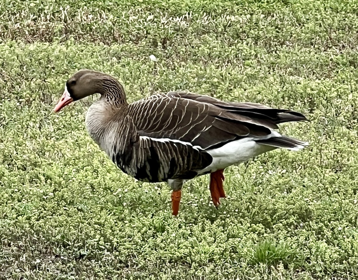 Greater White-fronted Goose - ML617850003