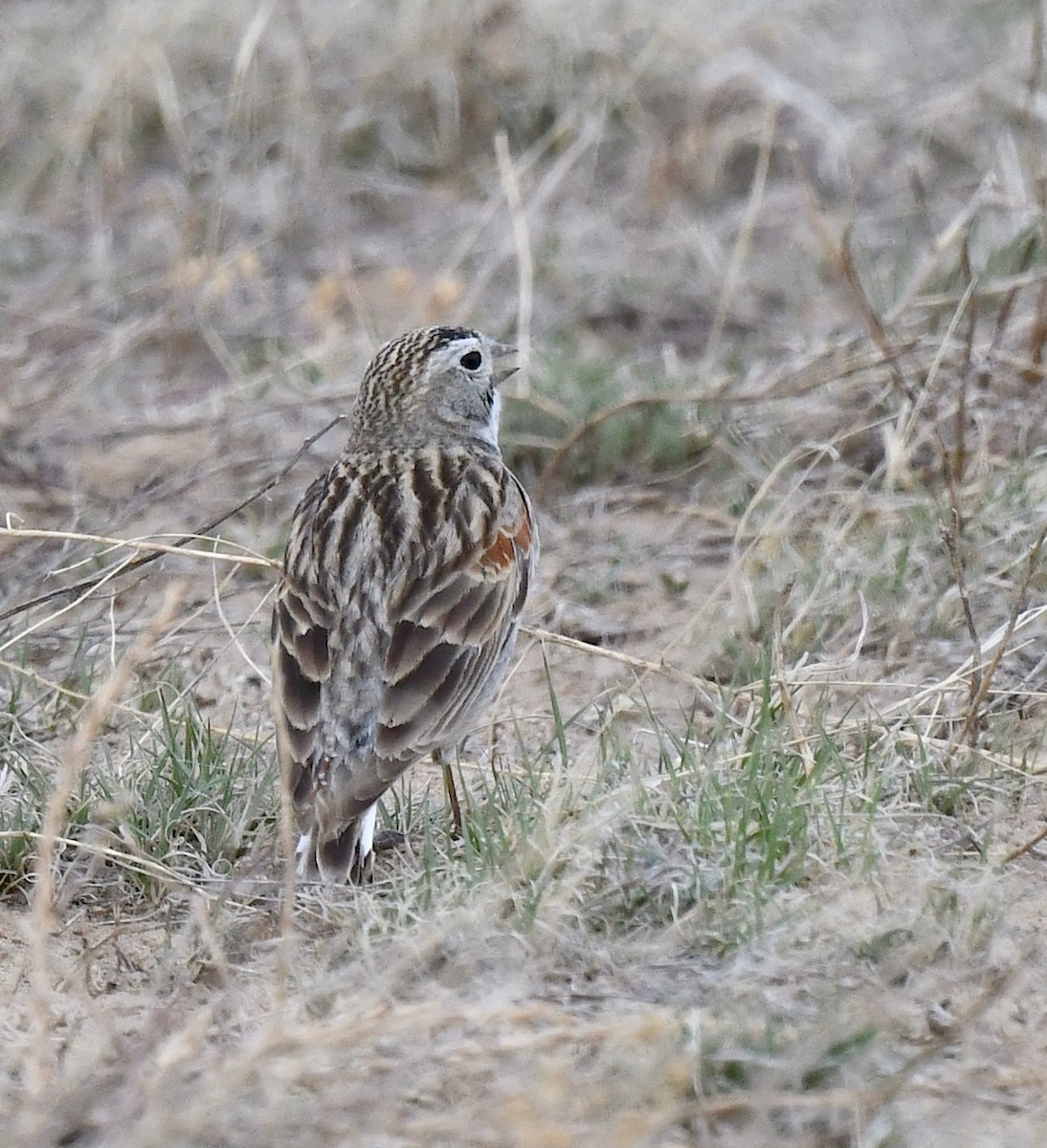 Thick-billed Longspur - ML617850132