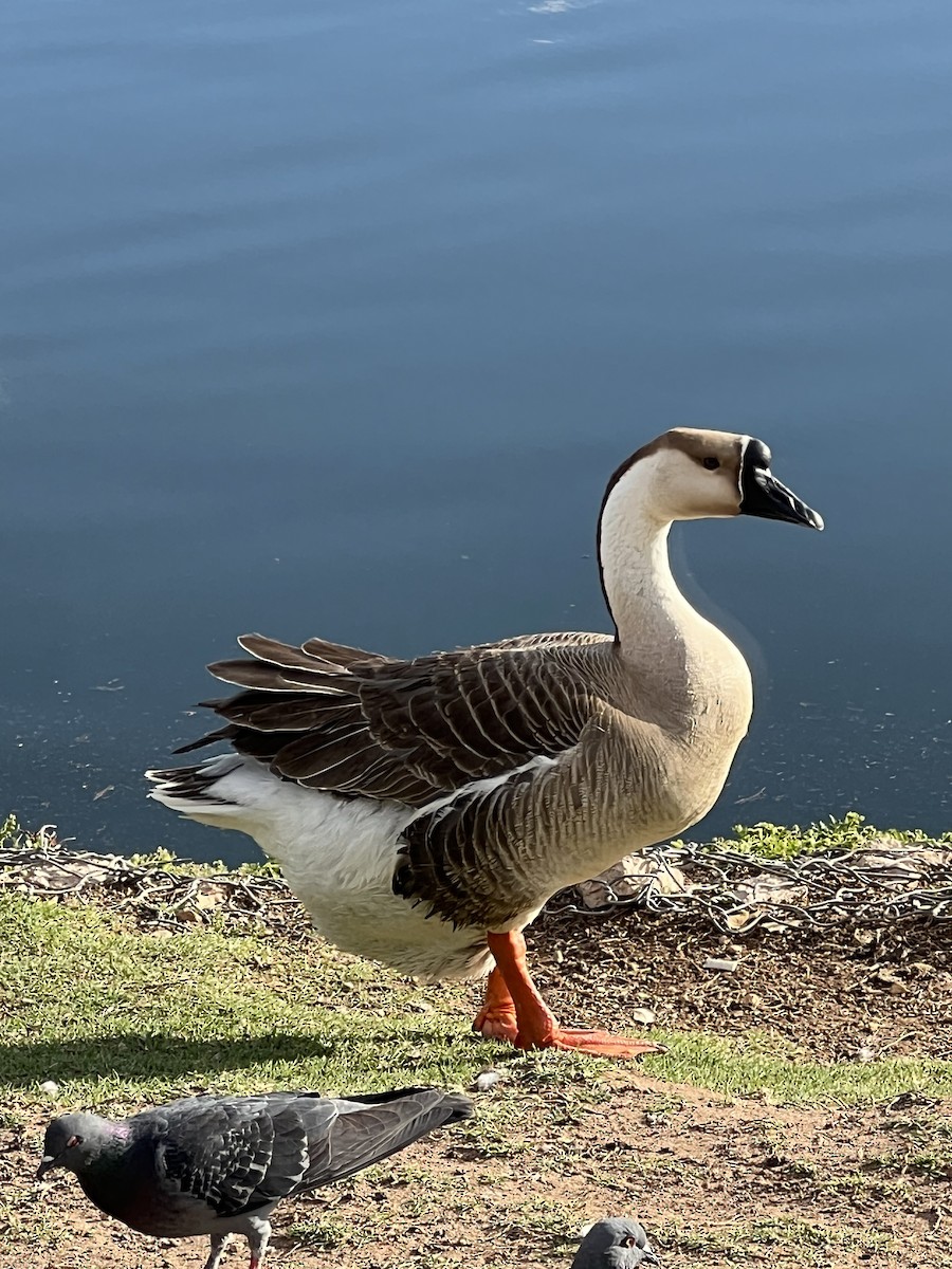 Swan Goose - ML617850139