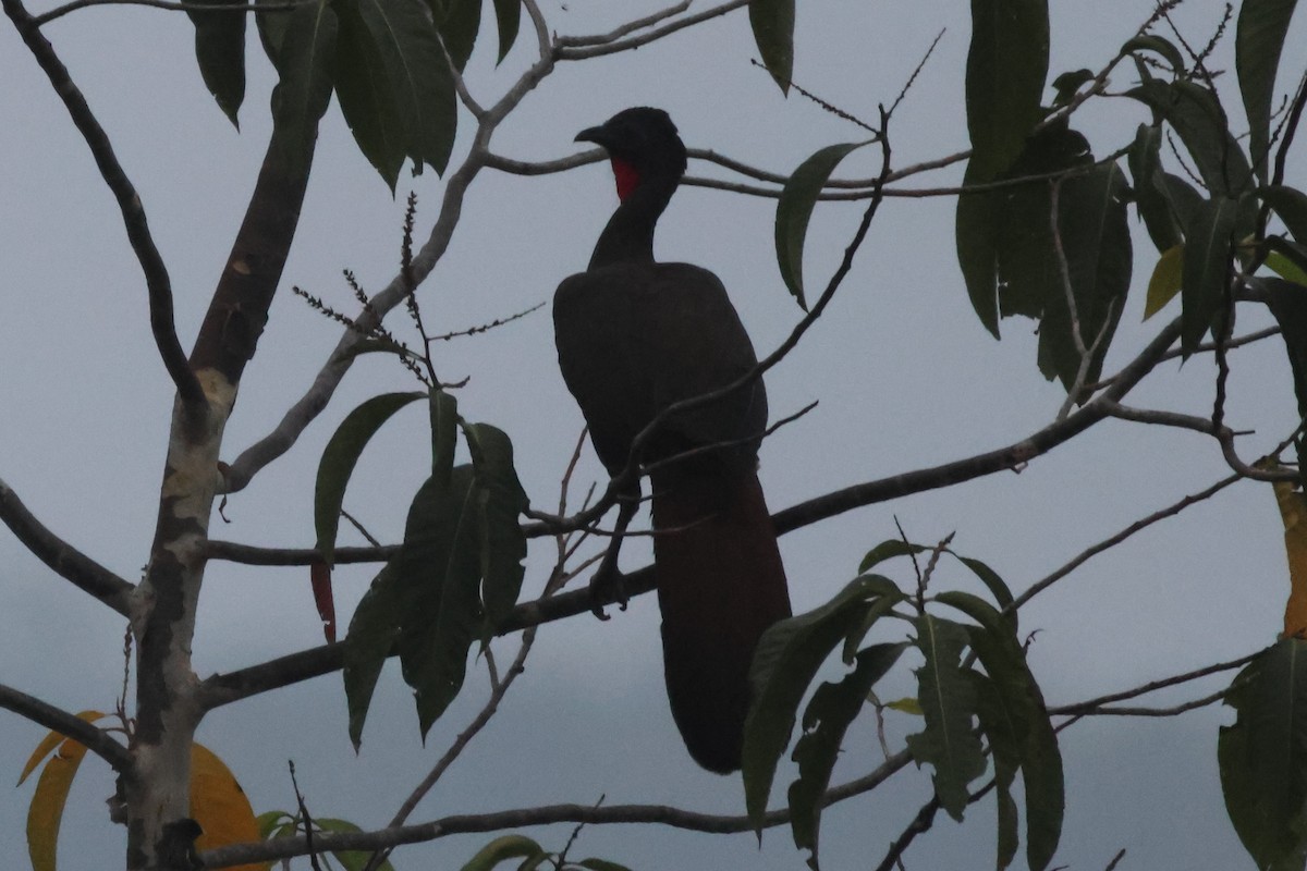 Crested Guan - ML617850184