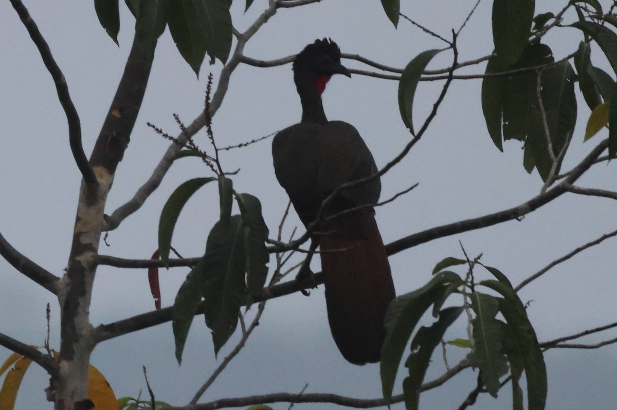 Crested Guan - ML617850189