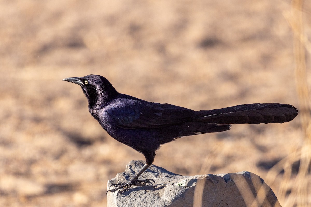 Great-tailed Grackle - ML617850226