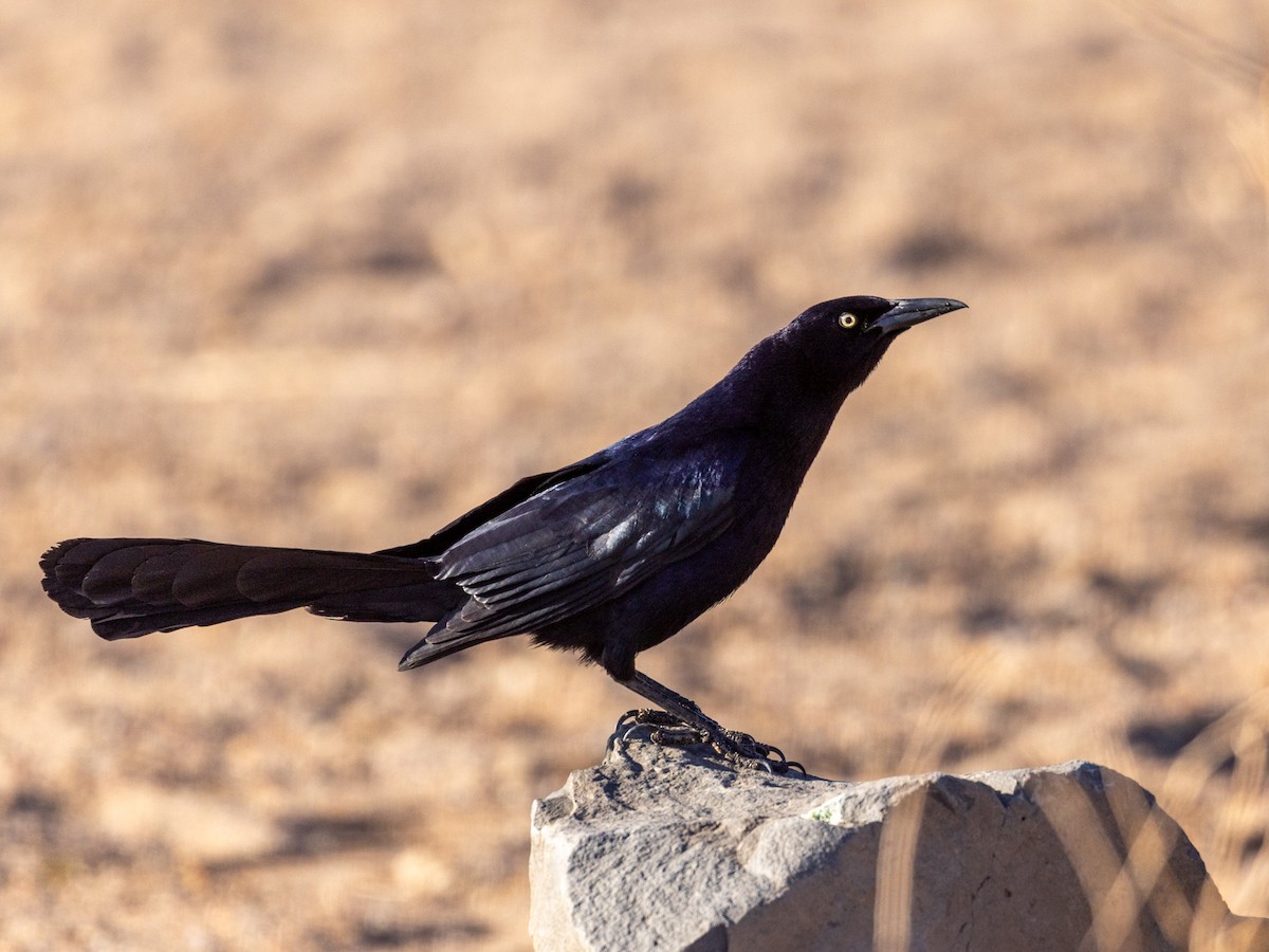 Great-tailed Grackle - ML617850230