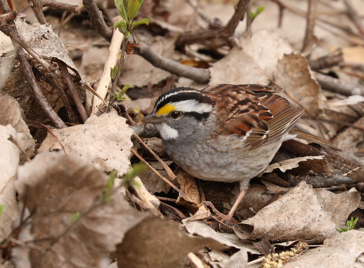 White-throated Sparrow - ML617850244