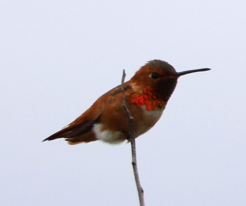 Allen's Hummingbird - ML617850259