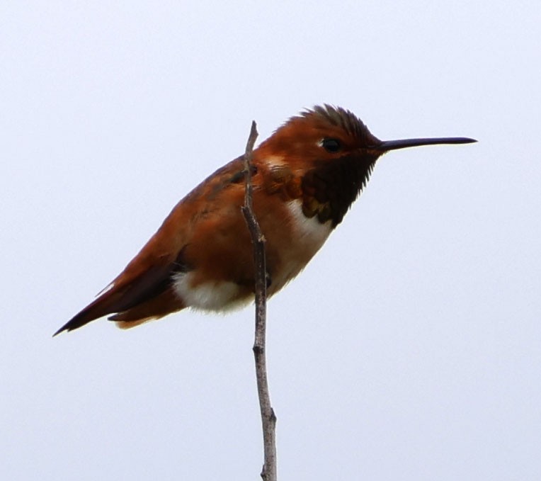 Allen's Hummingbird - ML617850260