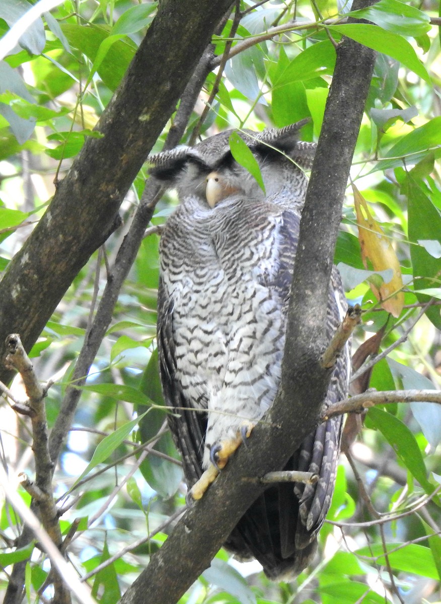 Barred Eagle-Owl - ML617850296