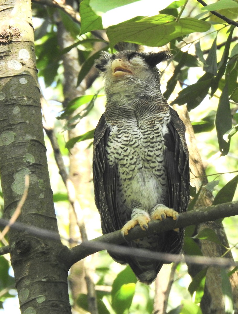 Barred Eagle-Owl - YM Liew