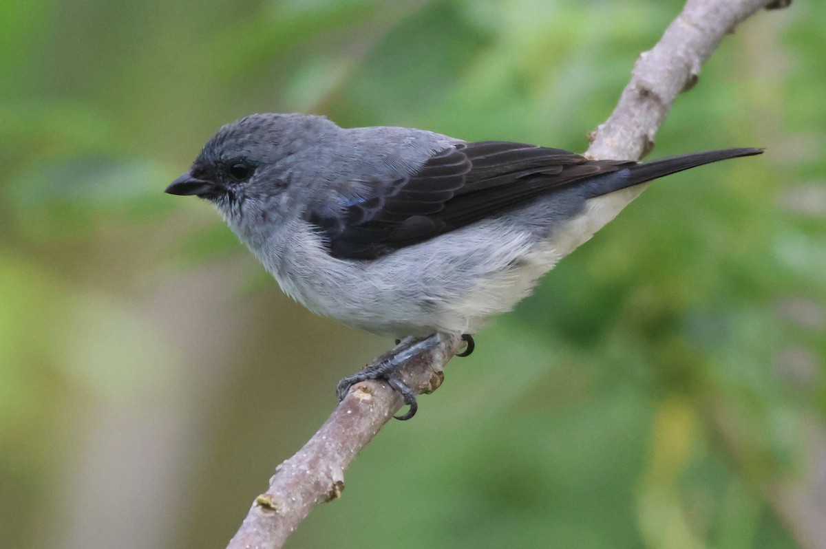 Plain-colored Tanager - ML617850310