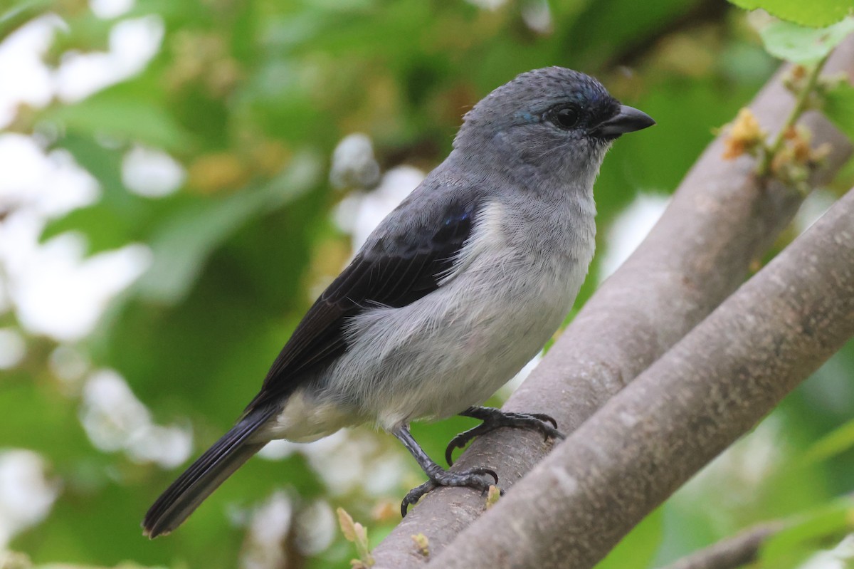 Plain-colored Tanager - ML617850311