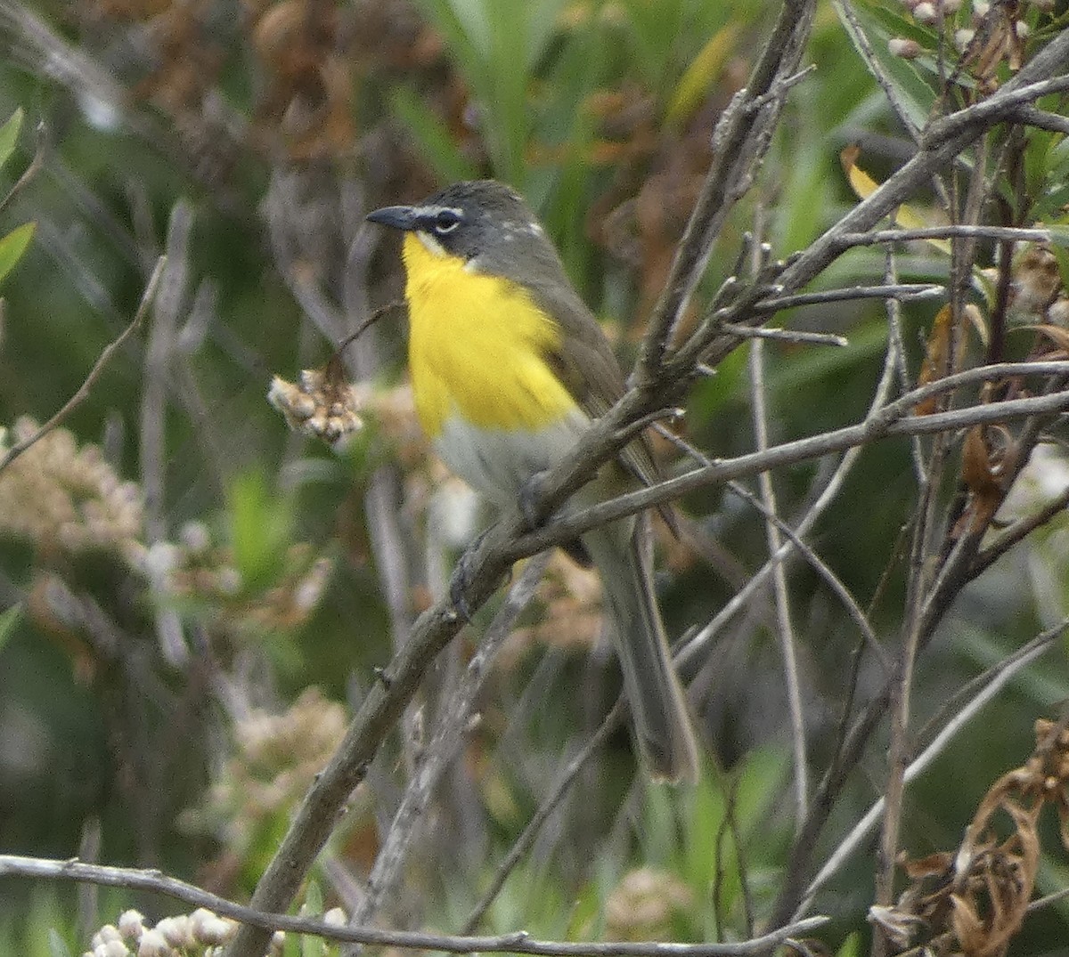 Yellow-breasted Chat - Rob Selleck