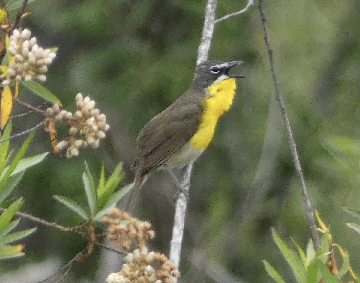 Yellow-breasted Chat - ML617850315