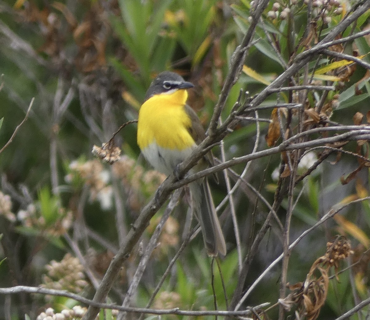 Yellow-breasted Chat - ML617850316