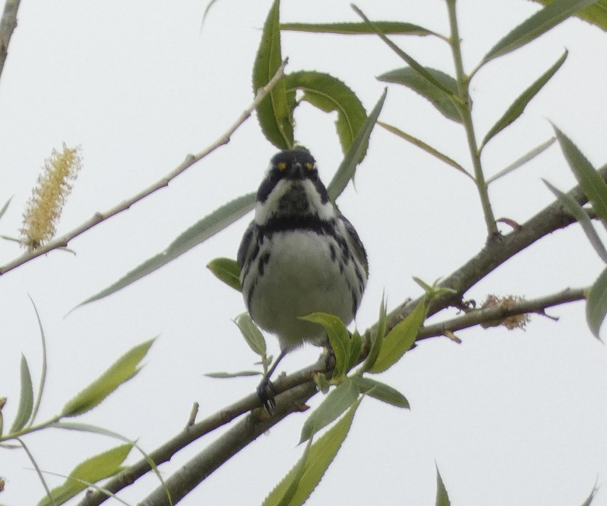 Black-throated Gray Warbler - ML617850322