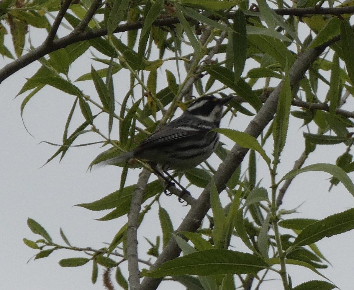 Black-throated Gray Warbler - Rob Selleck