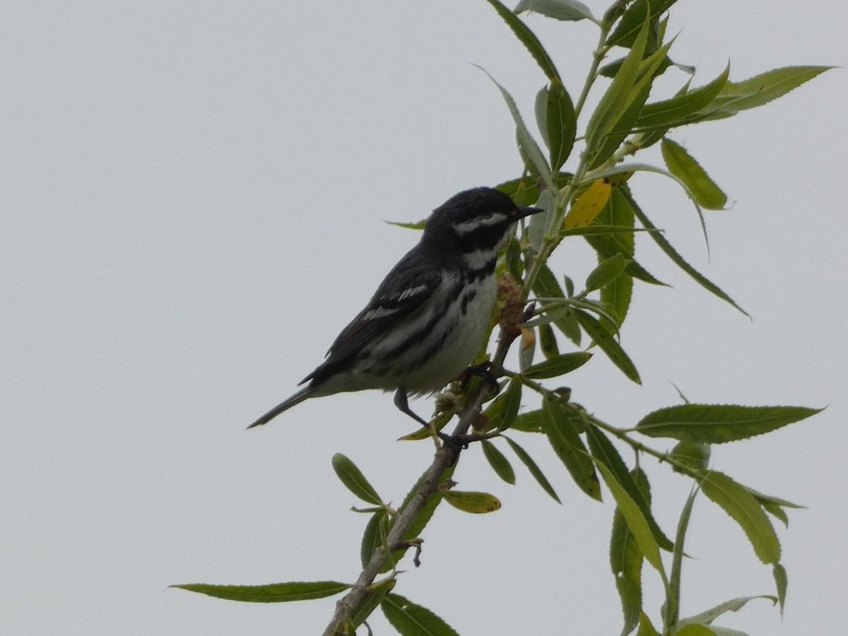 Black-throated Gray Warbler - ML617850324