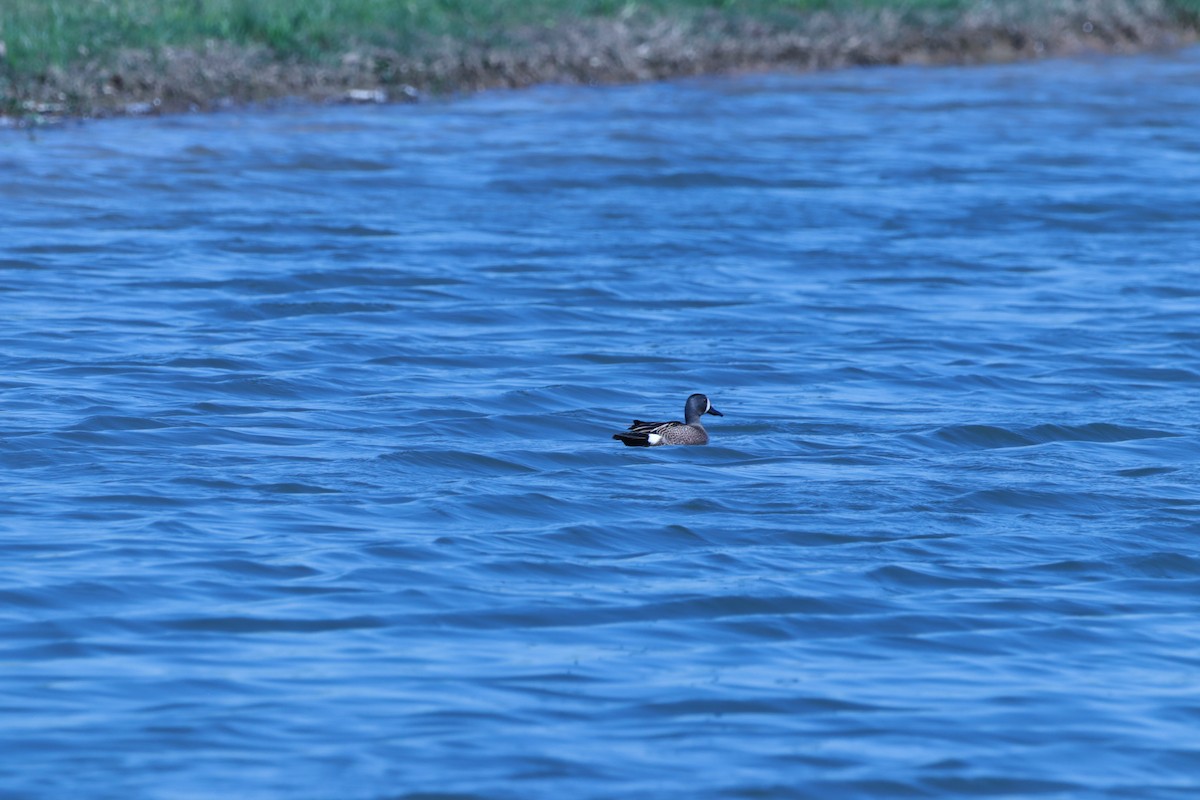 eBird Checklist - 23 Apr 2024 - Choccolocco Park - 23 species