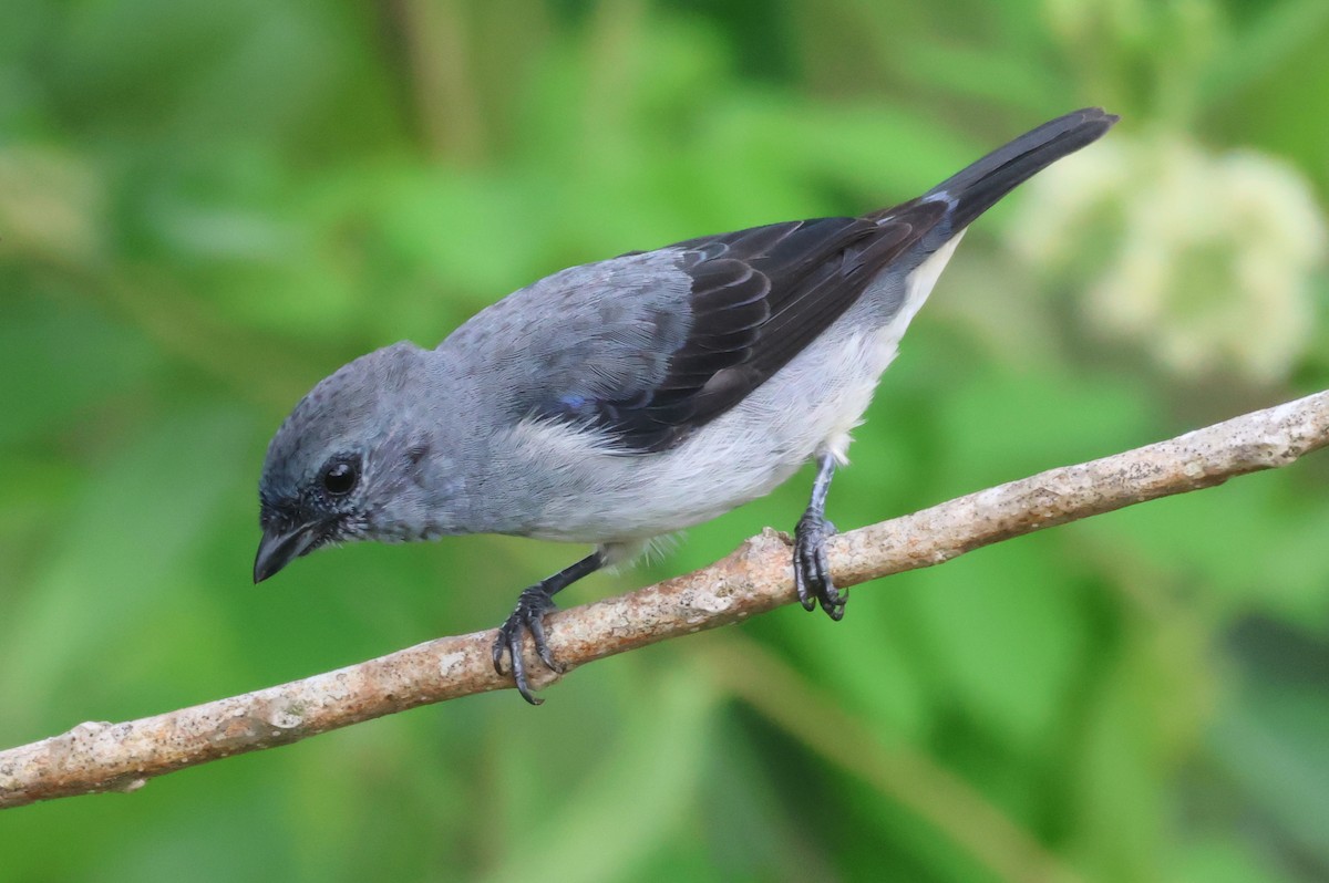 Plain-colored Tanager - ML617850387