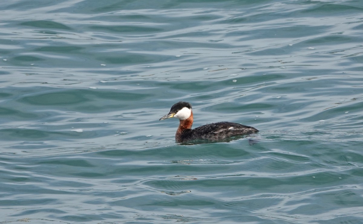 Red-necked Grebe - ML617850402
