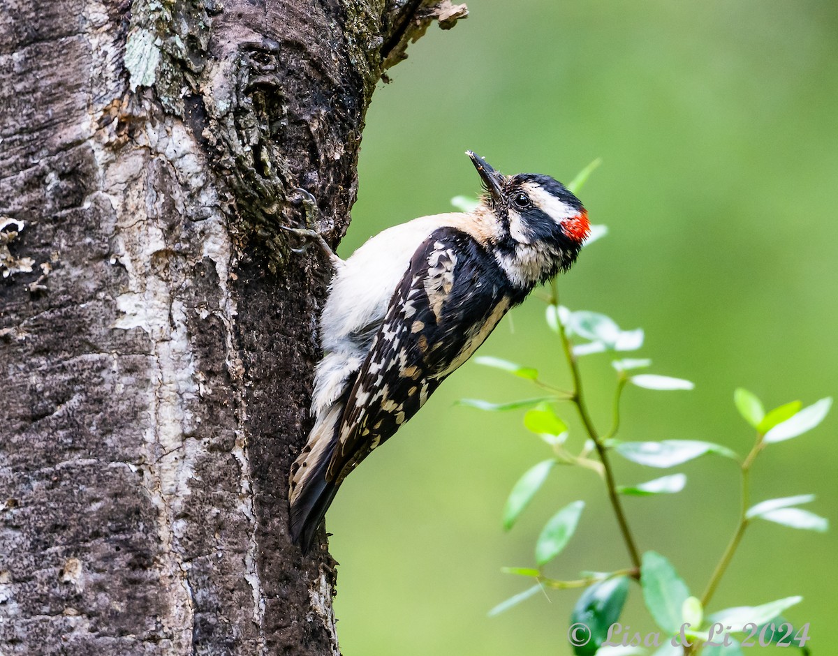 Downy Woodpecker - ML617850487
