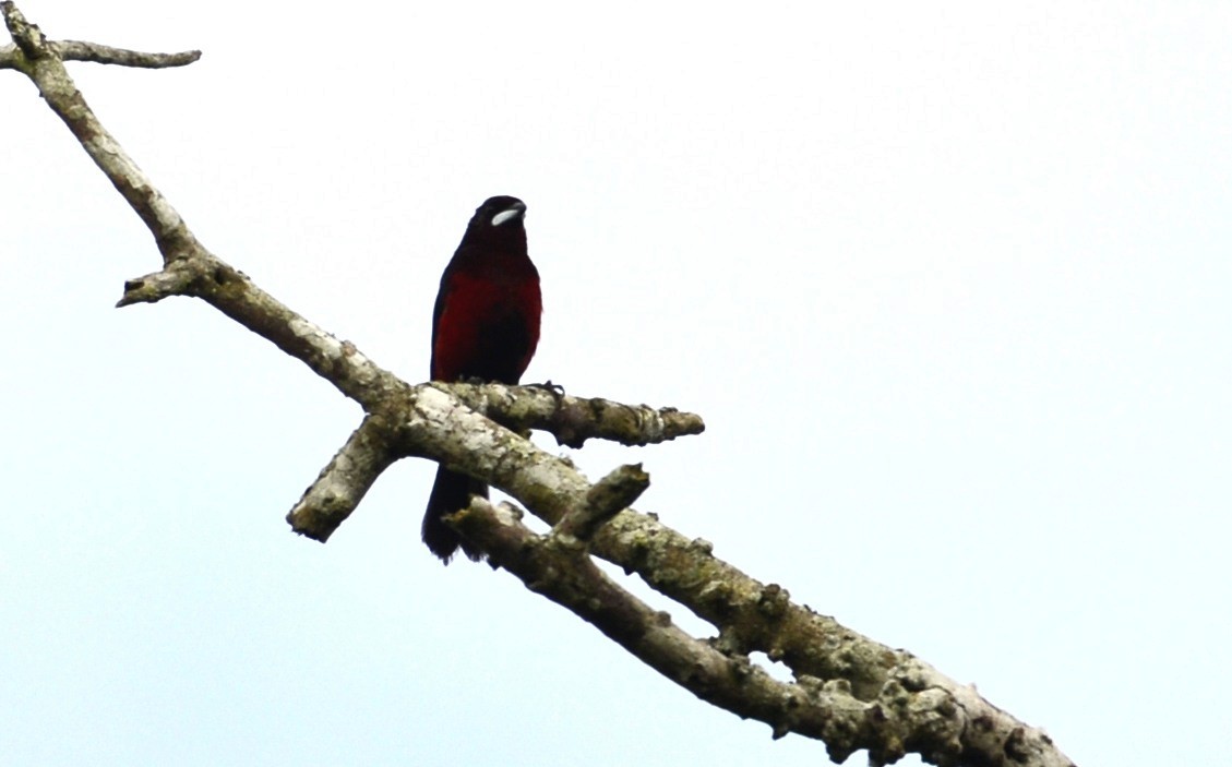 Black-bellied Tanager - ML617850524
