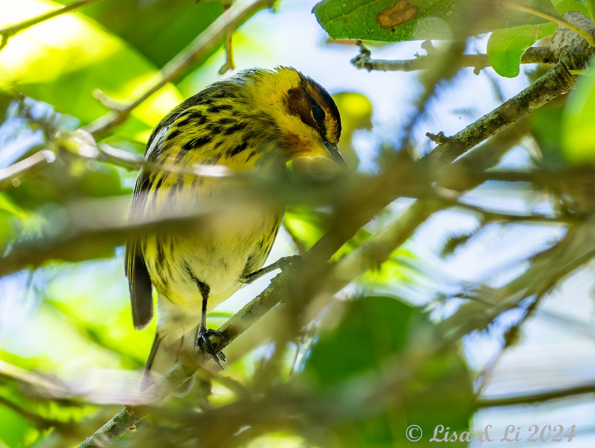 Cape May Warbler - ML617850534