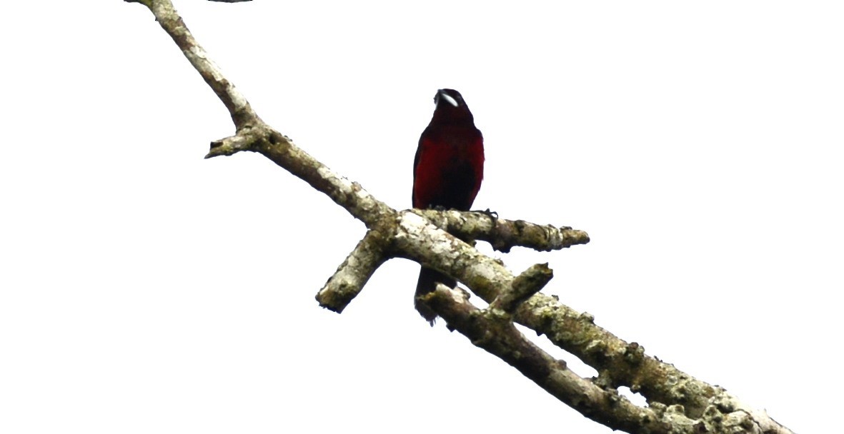 Black-bellied Tanager - ML617850541