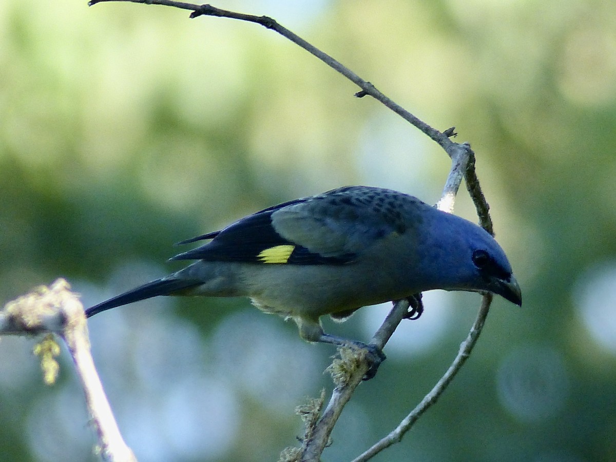 Yellow-winged Tanager - ML617850544