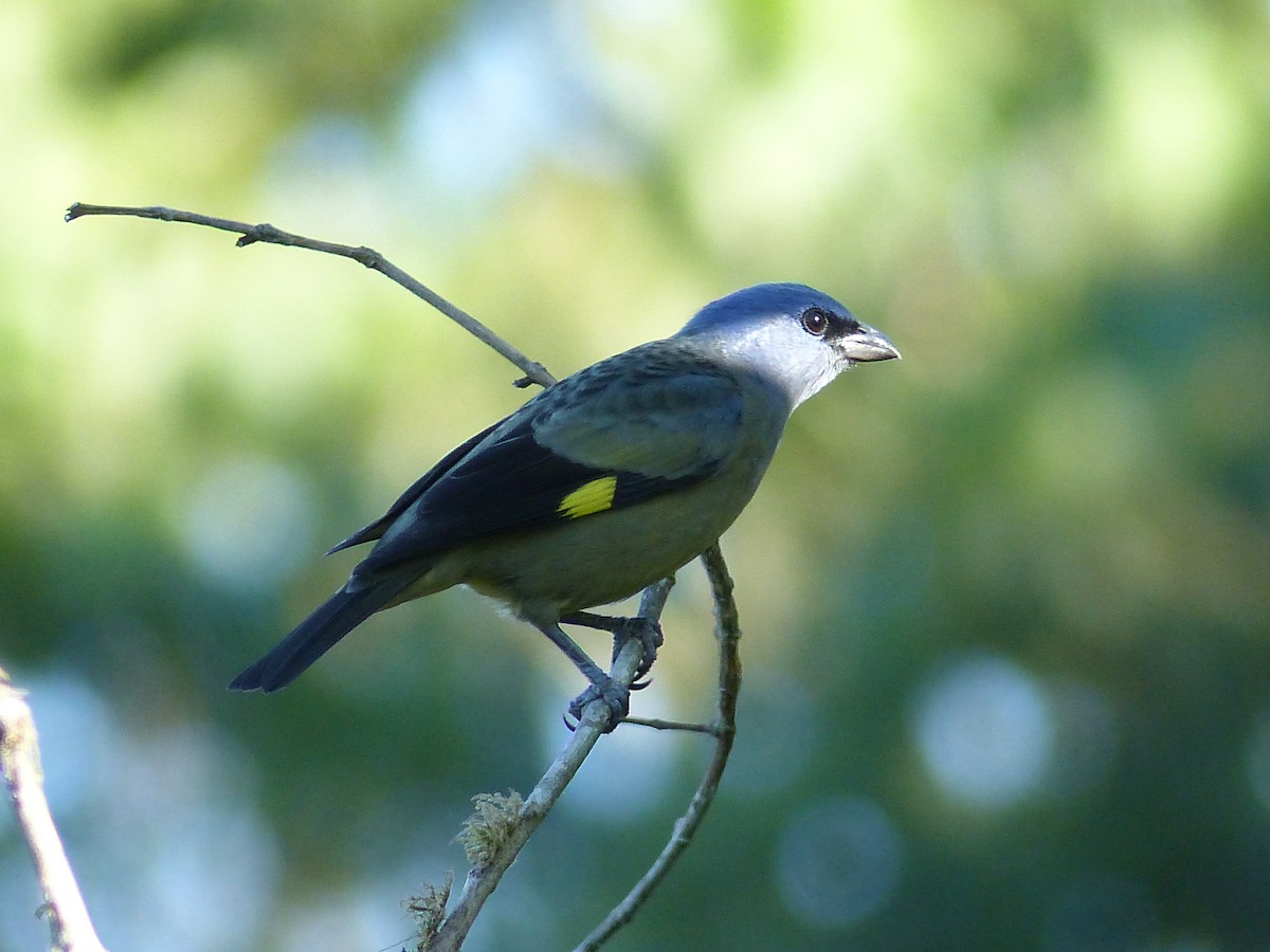Yellow-winged Tanager - ML617850545