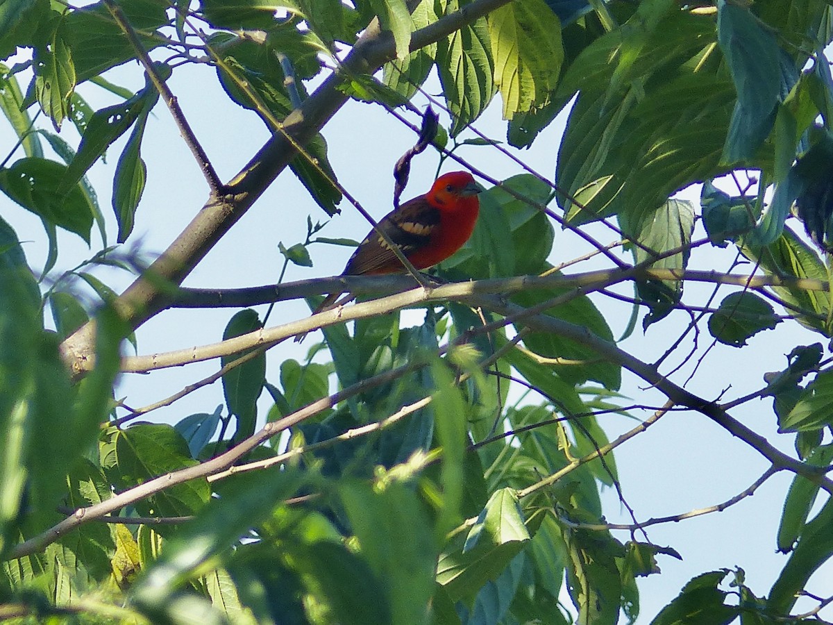Flame-colored Tanager - ML617850549