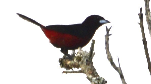 Black-bellied Tanager - ML617850559