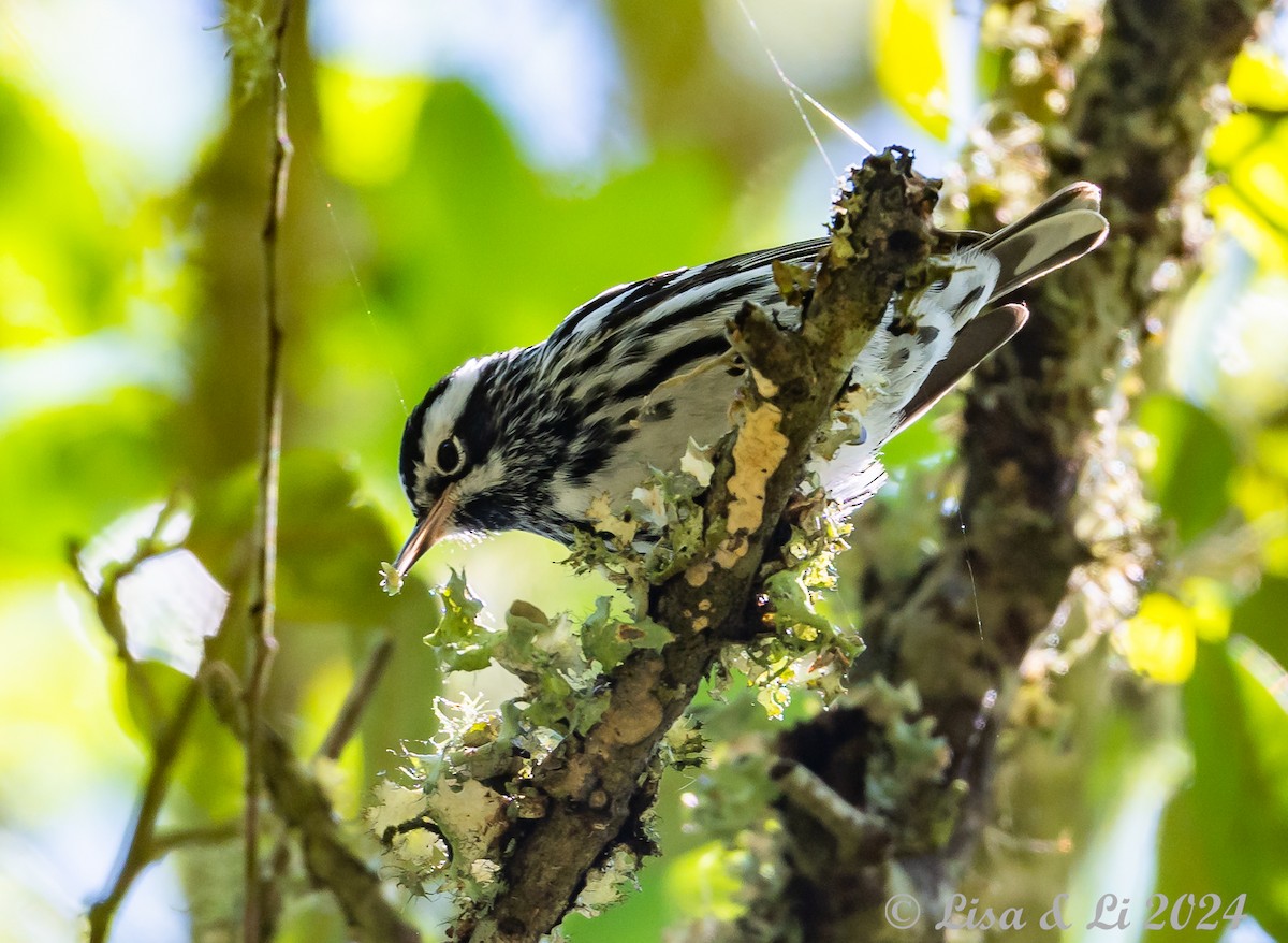 Black-and-white Warbler - ML617850560