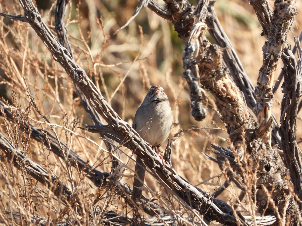 Rufous-crowned Sparrow - ML617850566