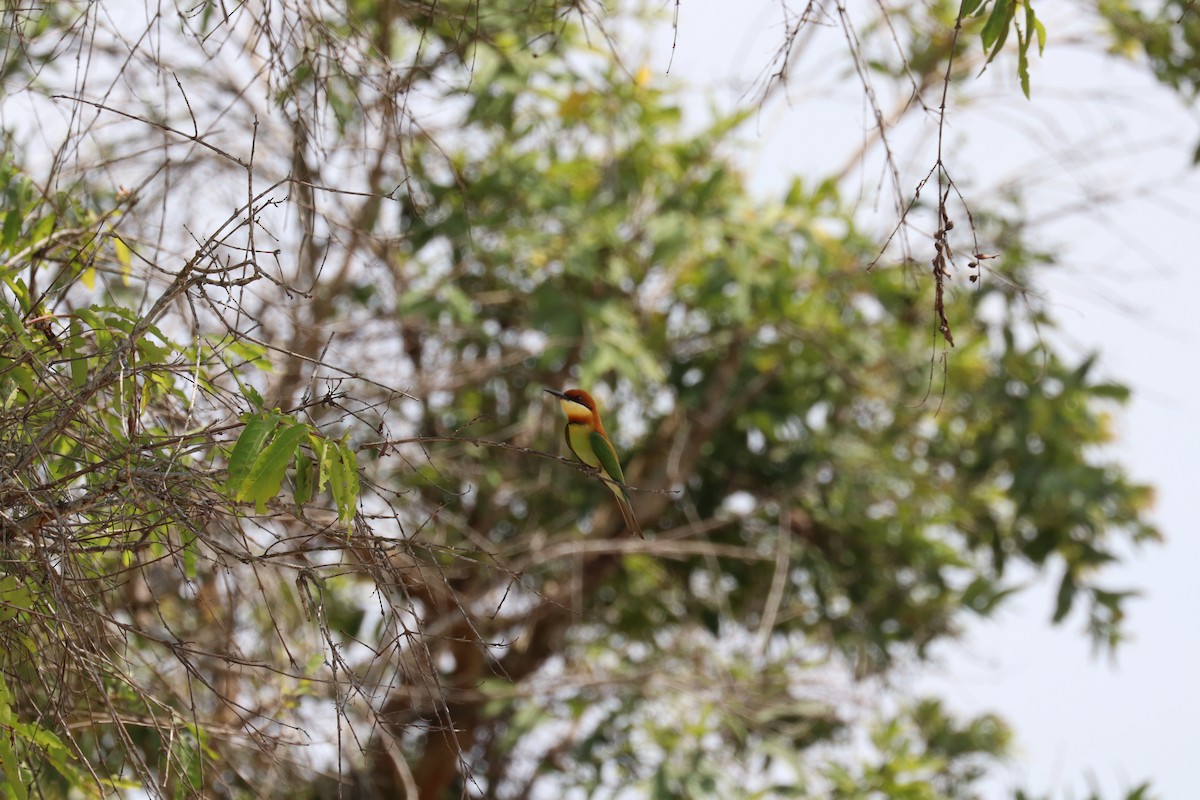 Chestnut-headed Bee-eater - ML617850568