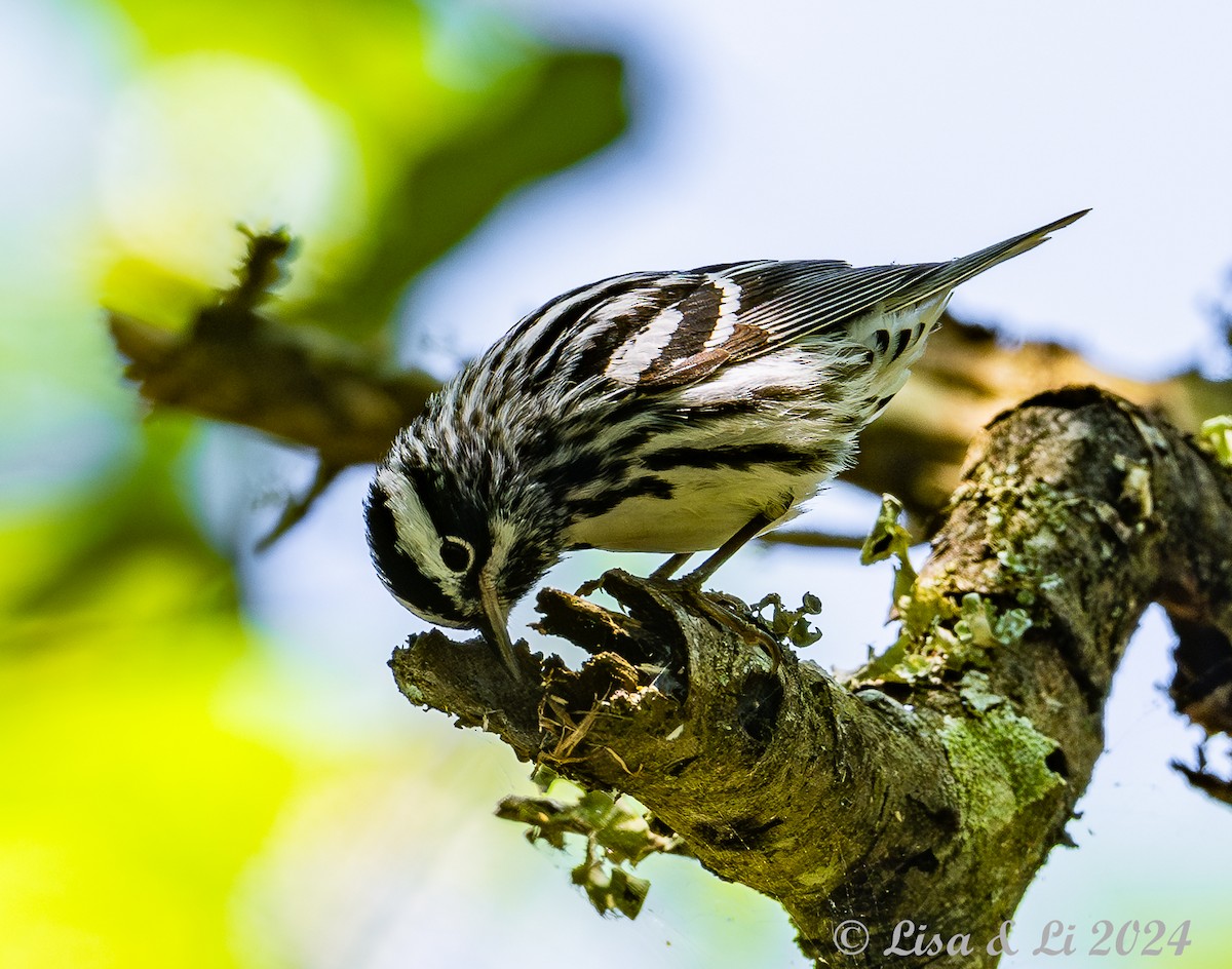 Black-and-white Warbler - ML617850570