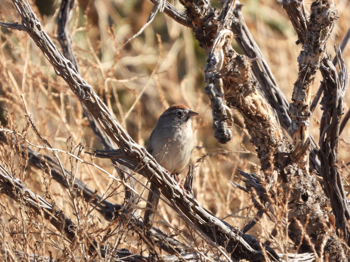 Rufous-crowned Sparrow - ML617850591