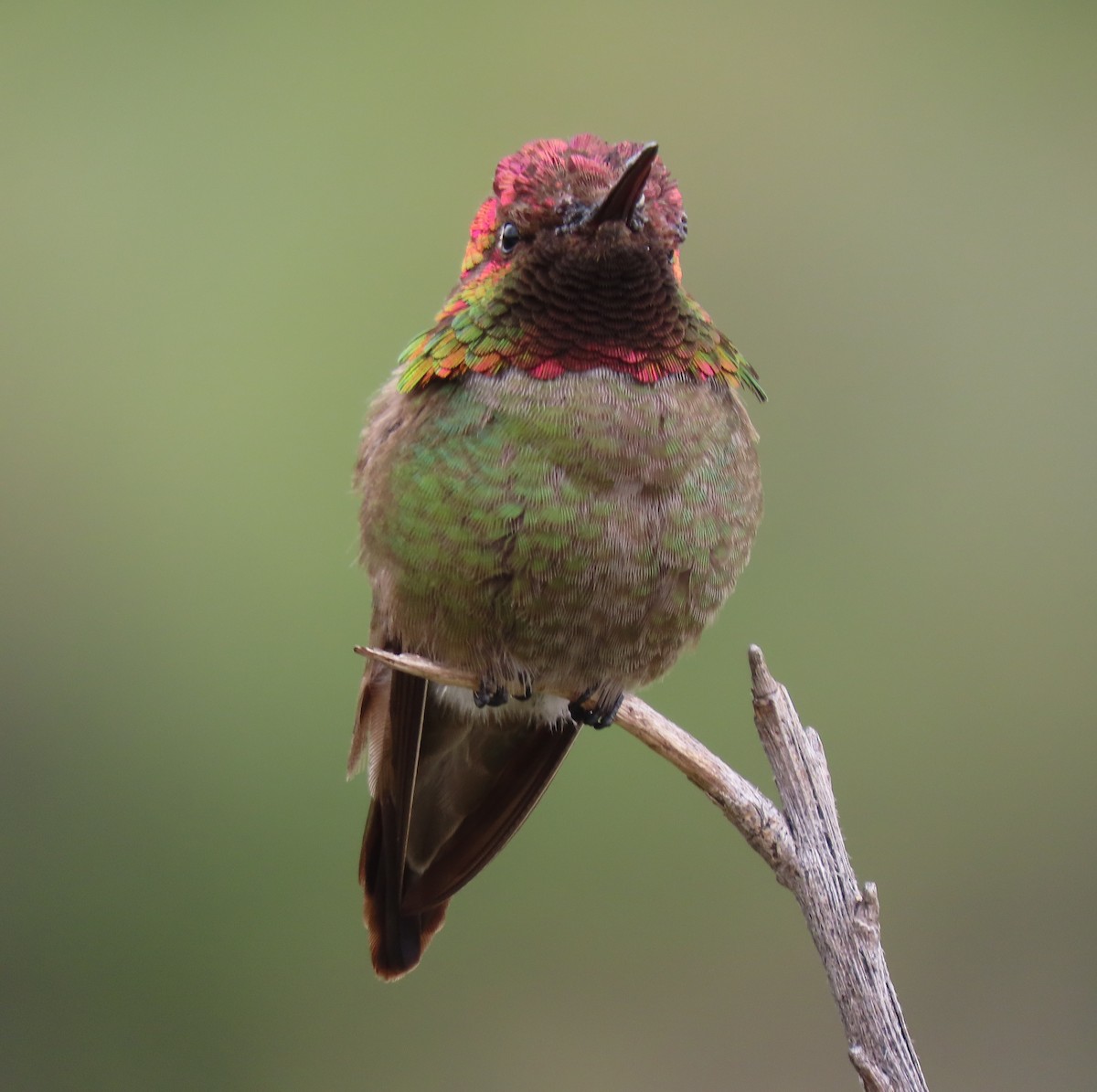 Anna's Hummingbird - ML617850621
