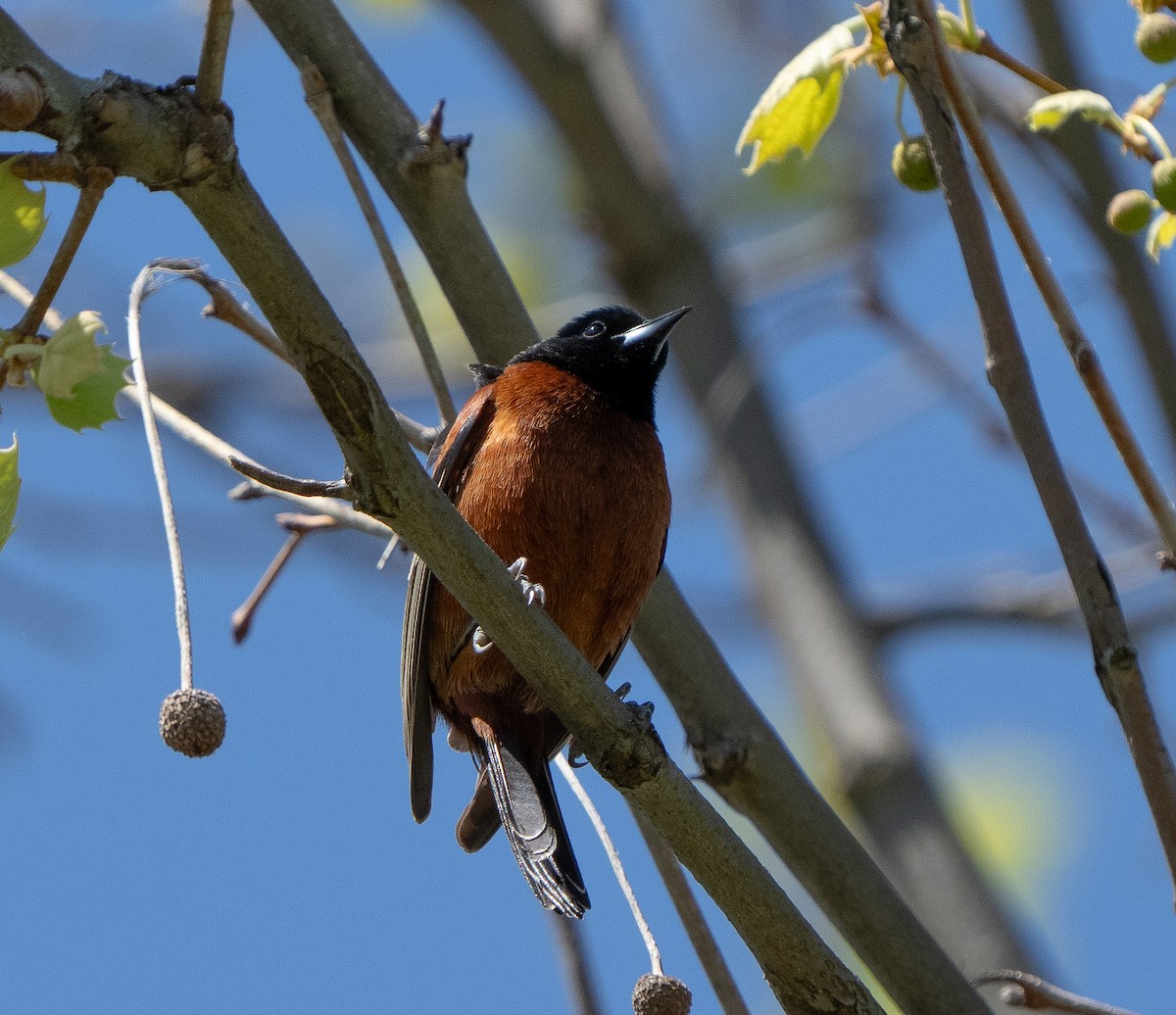 Orchard Oriole - ML617850635